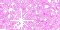 Pink 1