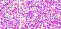 Pink 12