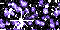 Purple Multi 15