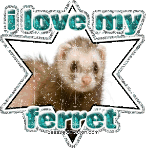 I Love My Ferret