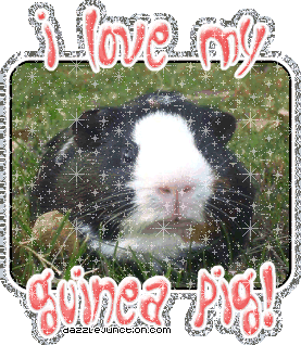 I Love My Guineapig