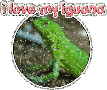 I Love My Iguana