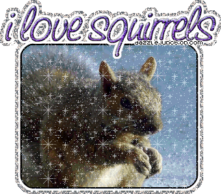 I Love Squirrels Animal Lovers image