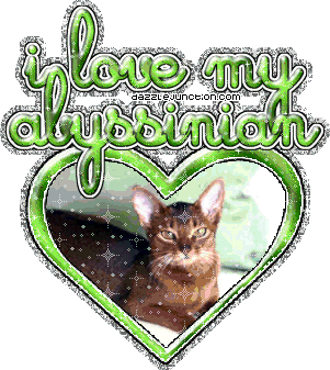 I Love My Abyssinian Cat Lovers image