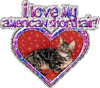 I Love My Americanshorthair Cat Lovers image