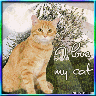I Love My Cat Cat Lovers image