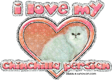 I Love My Chinchillapersian Cat Lovers image