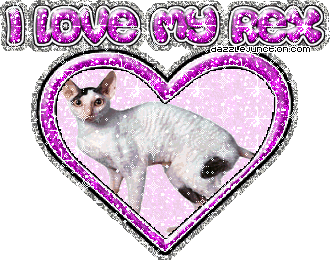 I Love My Rex Cat Lovers image