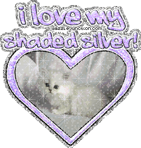 I Love My Shadedsilver Cat Lovers image