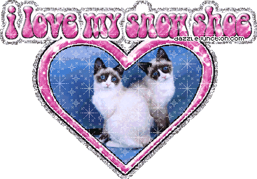 I Love My Snowshoe Cat Lovers image