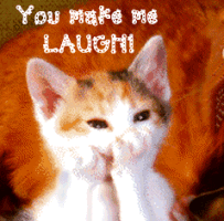 Cat Laugh
