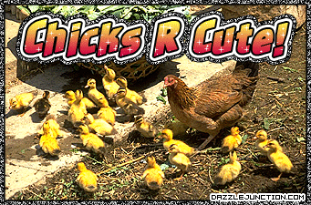 Chicks R Cute