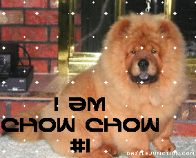Chow Fan Cute Animals image