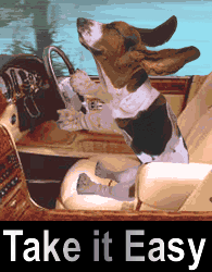 Dog Driving Car Cute Animals image