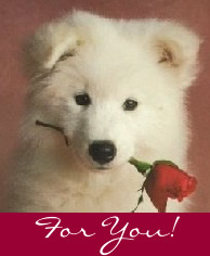 Dog Rose