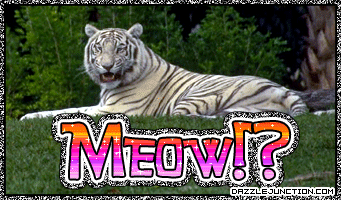 Meow Tiger