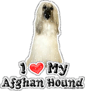 Afghan Hound
