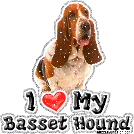 Basset Hound