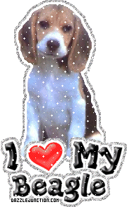 Beagle