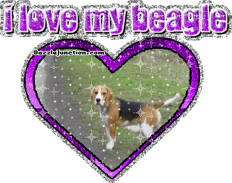 Beagle