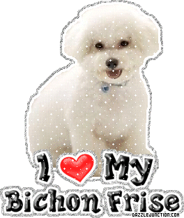 Bischon Frise