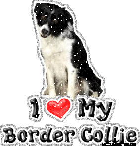 Border Collie Dog Lovers image