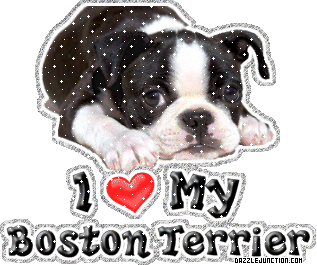 Boston Terrier Dog Lovers image