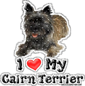 Cairn Terrier
