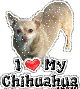 Chihuahua