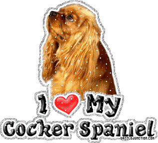 Cocker Spaniel