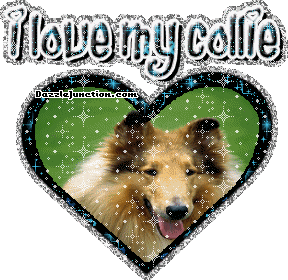 Collie