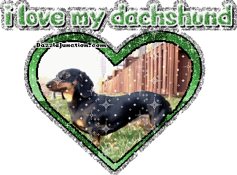 Dachshund Dog Lovers image