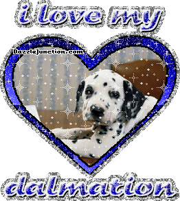 Dalmation