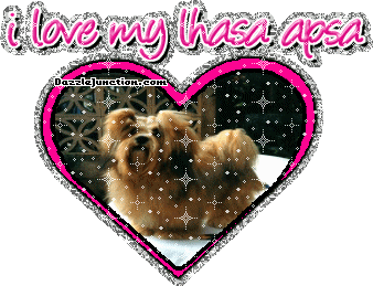 Lhasa Apsa Dog Lovers image