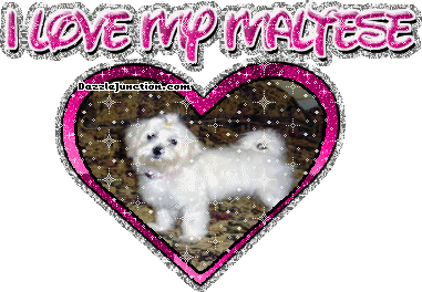Maltese