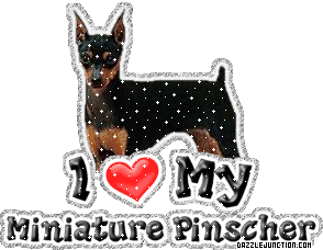 Minuature Pinscher Dog Lovers image