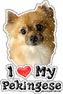 Pekingese Dog Lovers image