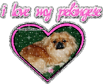 Pekingese Dog Lovers image