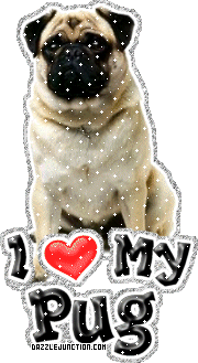 Pug