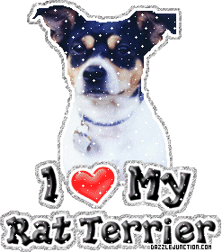 Rat Terrier