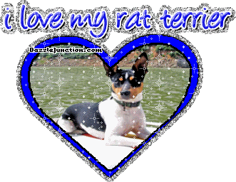 Rat Terrier