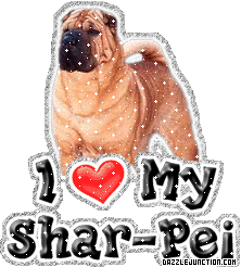Shar Pei