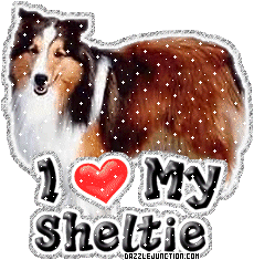 Sheltie Dog Lovers image