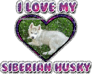 Siberian Husky Dog Lovers image