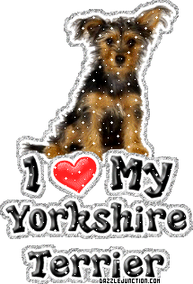 Yorkshire Terrier Dog Lovers image