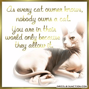 Cats Allow
