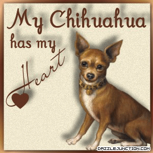 Chihuahua Heart