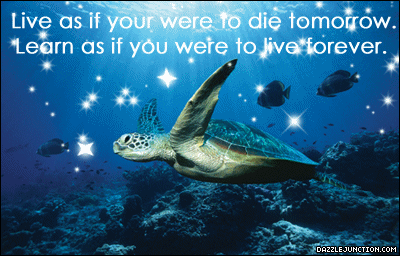 Live Learn Sea Turtle