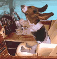 Beagle Drives Car Animations image