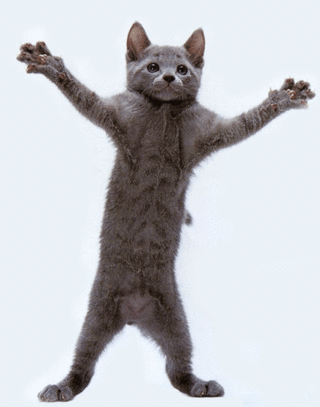 Cat Jams Animations image